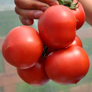 Пінк Джаз F1 - томат індетермінатний, 500 насіння, Nickerson Zwaan фото, цiна